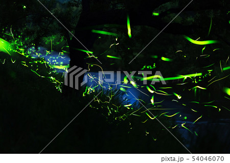 ゲンジボタルの舞い ゲンジボタルの舞い 54046070