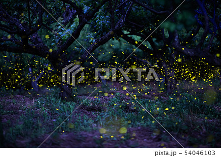 ヒメボタルの乱舞 54046103