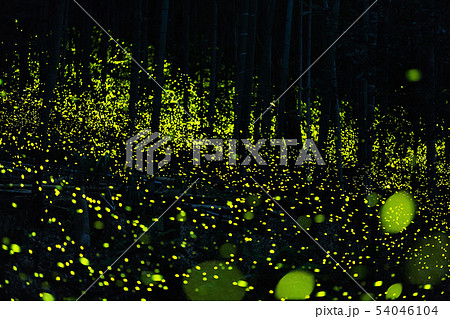 ヒメボタルの乱舞 54046104
