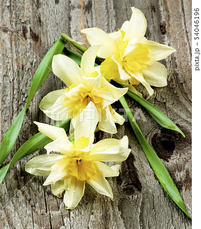 Spring Terry Daffodils 54046196