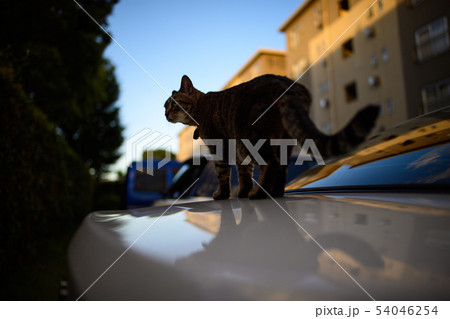車の上のキジトラ猫 車の上のキジトラ猫 54046254