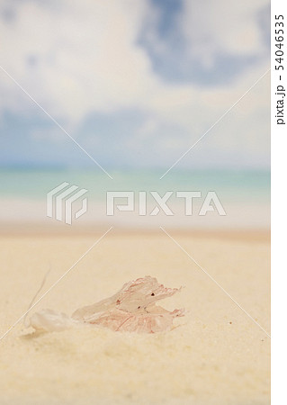 海岸のビニール袋片 海岸のビニール袋片 54046535
