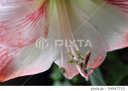自然・植物・花 54047715