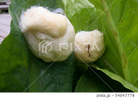 モリアオガエルの卵塊（水芭蕉の葉） 54047778