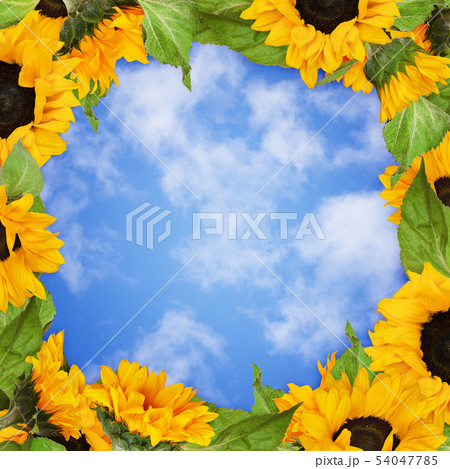 Sunflowes frame on blue sky Sunflowes frame on blue sky 54047785