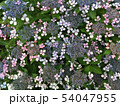 カラフルな紫陽花 54047955