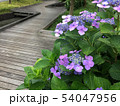 紫陽花 54047956