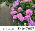 小道に咲く紫陽花 54047957