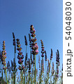 晴天に咲くラベンダー 54048030