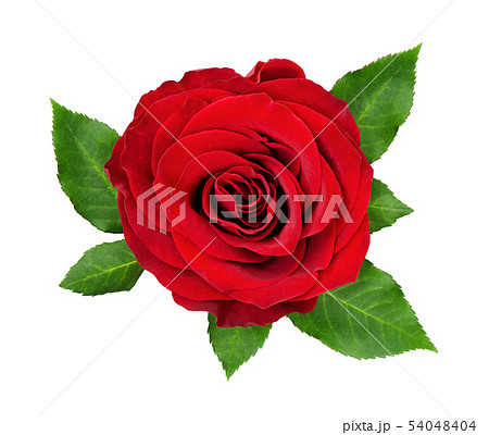 Red rose flower and leaves Red rose flower and leaves 54048404