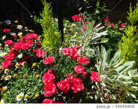 寄せ植え 54048808