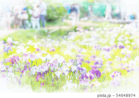 水彩画風 花菖蒲 はなしょうぶ のイラスト素材