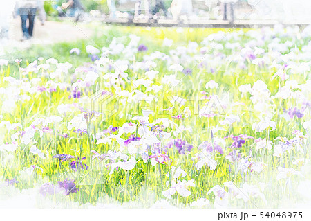 水彩画風 花菖蒲 はなしょうぶ のイラスト素材