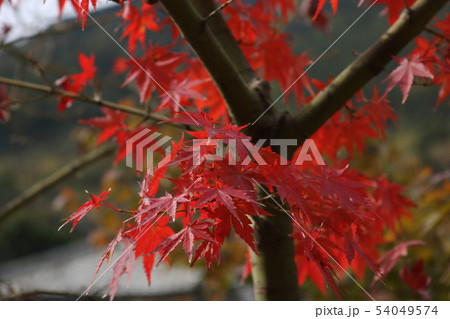 紅葉の時期(佐賀 九年庵) 紅葉の時期(佐賀 九年庵) 54049574