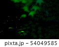 蛍とモミジ 54049585