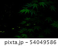 蛍とモミジ 54049586
