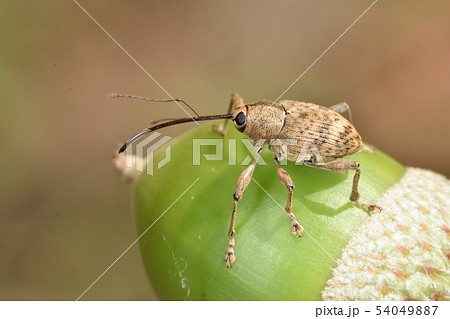 コナラシギゾウムシ 54049887