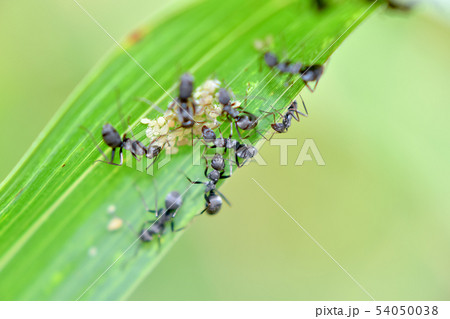 クロヤマアリ 54050038