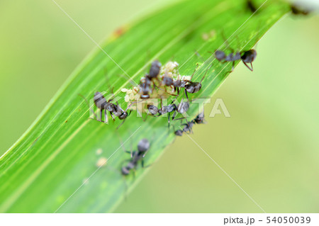 クロヤマアリ 54050039