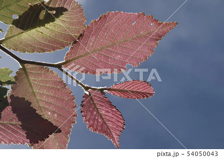 ハルニレの葉 ハルニレの葉 54050043