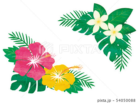 夏 植物のイラストのイラスト素材 54050088 Pixta