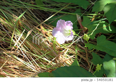 ヒルガオの花 ヒルガオの花 54050181