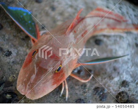 ホウボウ 54050485