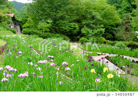 小鹿野町花菖蒲園 小鹿野町花菖蒲園 54050487