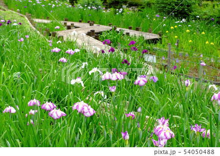 小鹿野町花菖蒲園 54050488