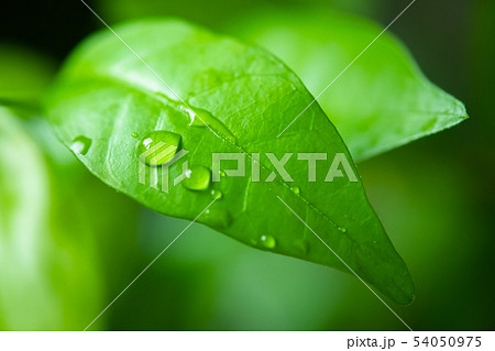 water drop from green wild water plum leaf 54050975