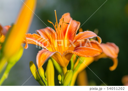 Flowers 54051202