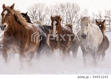 馬追い運動 馬追い運動 54051243