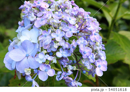 おたふく紫陽花の写真素材