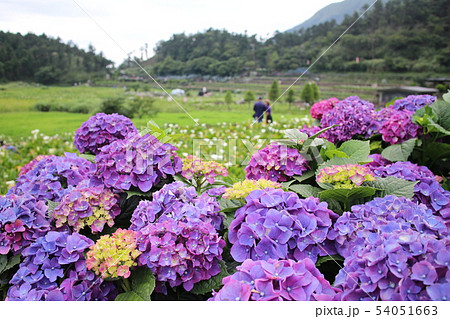 紫陽花 アジサイ あじさい 54051663
