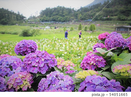 花期 紫陽花 アジサイ 54051665