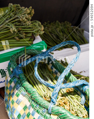 わらび１ 54052094