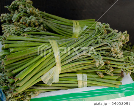 わらび２ 54052095