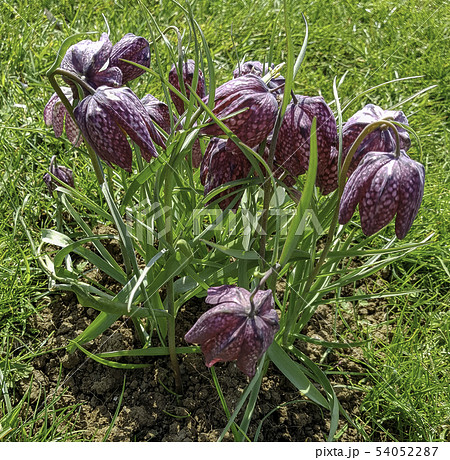 Fritillaria meleagris known as leper lily blooming Fritillaria meleagris known as leper lily blooming 54052287