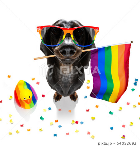 gay pride dog gay pride dog 54052692