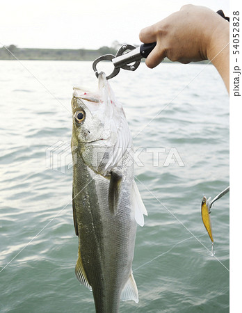 シーバス スズキ フッコ セイゴ 魚 フィッシング 釣り ルアー 男性 趣味 釣果 獲物の写真素材