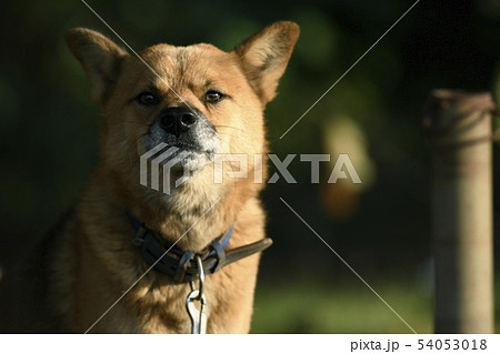 犬 戌 戌年 干支 十二支 動物 飼い犬 番犬 使役犬 生物 ペットの写真素材