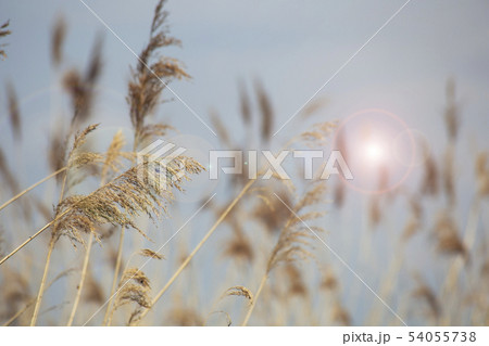 Reed grass in bloom, scientific name Phragmites australis, deliberately blurred, gently swaying in Reed grass in bloom, scientific name Phragmites australis, deliberately blurred, gently swaying in 54055738