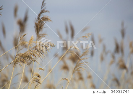 Reed grass in bloom, scientific name Phragmites australis, deliberately blurred, gently swaying in 54055744