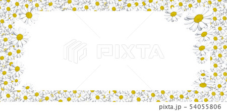 Flowers composition. Frame made of Daisys background. Flat lay, top view, square, copy space, layout Flowers composition. Frame made of Daisys background. Flat lay, top view, square, copy space, layout 54055806
