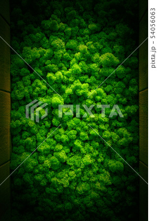 Reindeer moss wall, green wall decoration Cladonia Reindeer moss wall, green wall decoration Cladonia 54056063