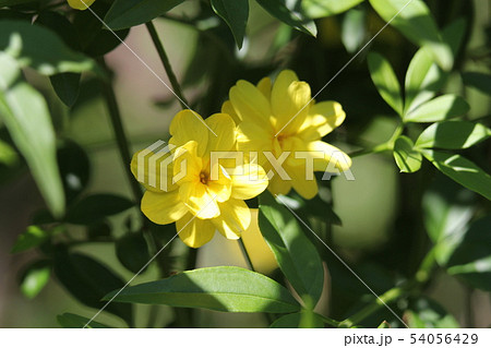 ウンナンオウバイ 54056429