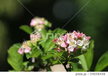 サンザシの花 サンザシの花 54056436