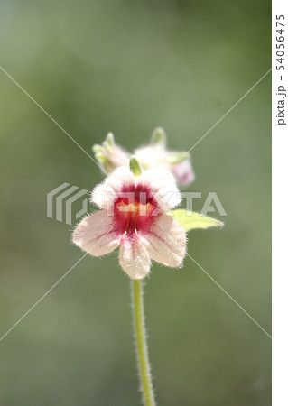 アカヤジオウ アカヤジオウ 54056475