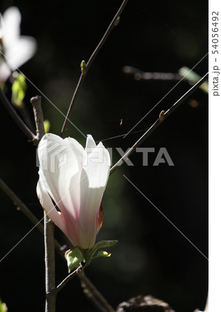 白モクレン 白モクレン 54056492