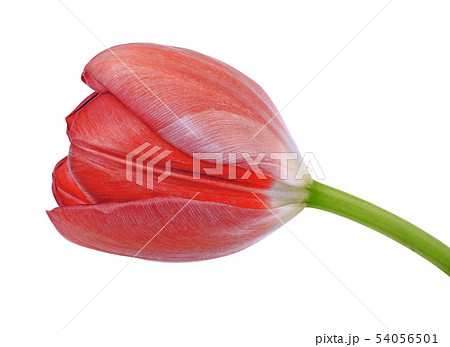 red tulip flower isolated on a white background 54056501
